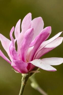Leonard Messel Star Magnolia - 1 Gallon Pot -Garden Plant Shop Magnolia Leonard Messel 26