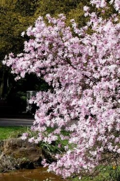 Leonard Messel Star Magnolia - 1 Gallon Pot -Garden Plant Shop Magnolia Leonard Messel 3