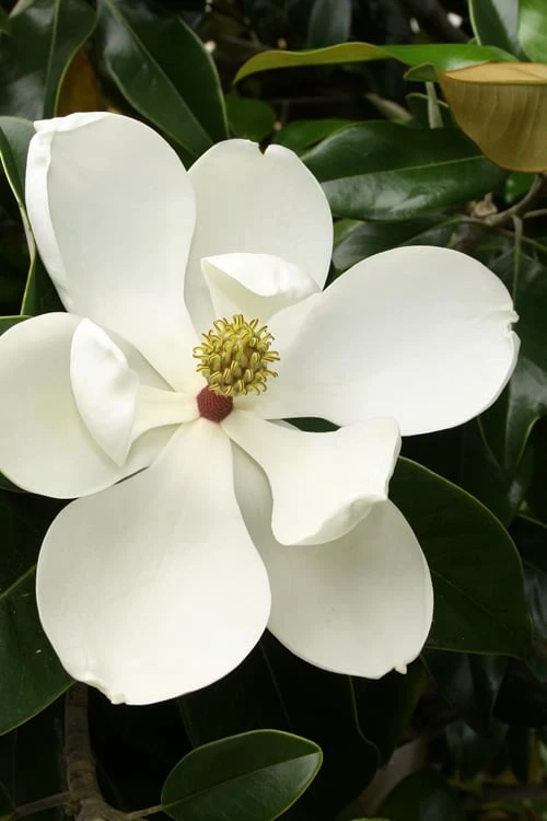 Little Gem Dwarf Southern Magnolia - 7 Gallon Pot (5-6') 1 Little Gem Dwarf Southern Magnolia - 7 Gallon Pot (5-6')