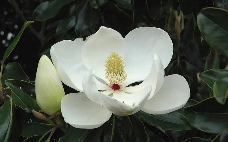 Kay Parris Southern Magnolia - 7 Gallon Pot (5-6') 8 Kay Parris Southern Magnolia - 7 Gallon Pot (5-6') - Image 8