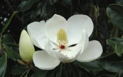 Kay Parris Southern Magnolia - 7 Gallon Pot (3-4') 16 Kay Parris Southern Magnolia - 7 Gallon Pot (3-4') -Garden Plant Shop Magnolia Little Gem Bloom 2 9