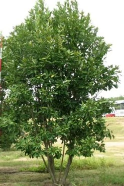 Moonglow Sweet Bay Magnolia Tree (Magnolia Virginiana 'Jim Wilson') - 7 Gallon Pot (6-7') 10 Moonglow Sweet Bay Magnolia Tree (Magnolia Virginiana 'Jim Wilson') - 7 Gallon Pot (6-7') -Garden Plant Shop Magnolia Moonglow Sweetbay 6