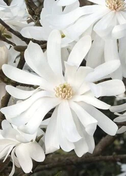 Royal Star Magnolia - 3 Gallon Pot -Garden Plant Shop Magnolia Royal Star 10 1
