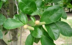 Waterlily Star Magnolia Tree - 3 Gallon Pot -Garden Plant Shop Magnolia Star Waterlily 2