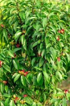 Stellar Ruby Magnolia X Figo - Banana Shrub Hybrid - 7 Gallon Pot (2-3') -Garden Plant Shop Magnolia Stellar Ruby 4 5