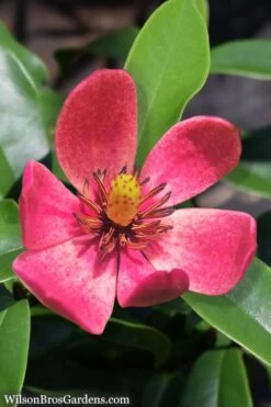 Stellar Ruby Magnolia Single Trunk Tree (Banana Shrub Hybrid) - 7 Gallon Pot (3-4') 11 Stellar Ruby Magnolia Single Trunk Tree (Banana Shrub Hybrid) - 7 Gallon Pot (3-4') -Garden Plant Shop Magnolia Stellar Ruby 5 5