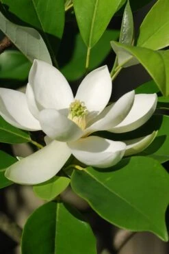 Sweetbay Magnolia - 7 Gallon Pot (4-5') 13 Sweetbay Magnolia - 7 Gallon Pot (4-5') -Garden Plant Shop Magnolia Sweet Bay 10 9