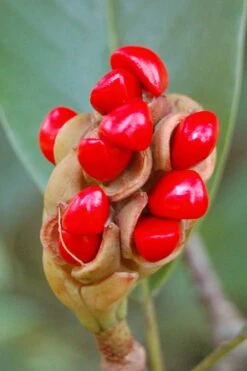 Sweetbay Magnolia - 1 Gallon Pot -Garden Plant Shop Magnolia Sweet Bay 14 7