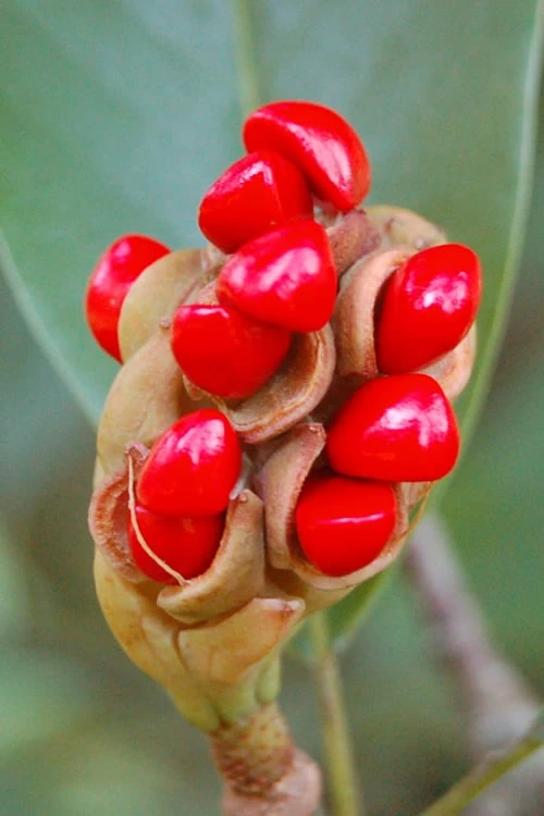 Sweetbay Magnolia - 7 Gallon Pot (4-5') 6 Sweetbay Magnolia - 7 Gallon Pot (4-5') - Image 6