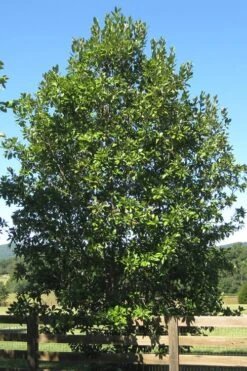 Southern Sweet Bay Swamp Magnolia (M.v. Australis) - 7 Gallon Pot (5-6') -Garden Plant Shop Magnolia Sweet Bay 17
