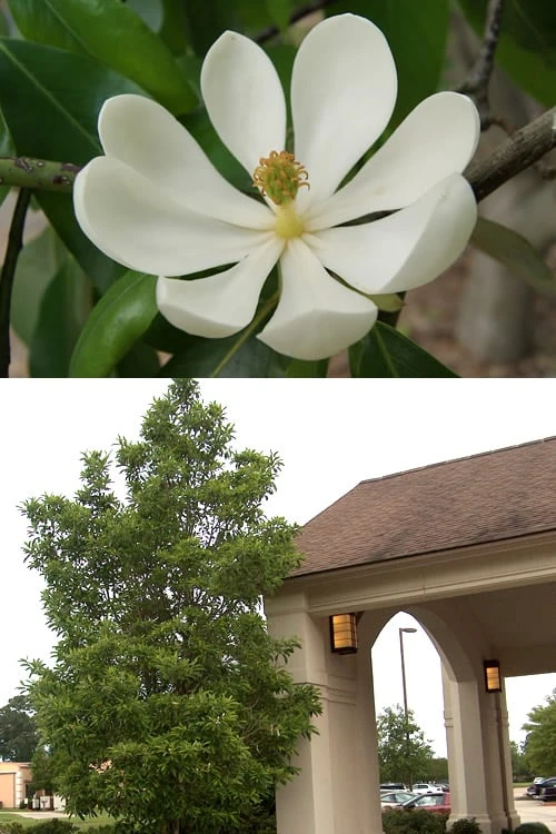 Sweetbay Magnolia (Single Trunk Tree Form) - 7 Gallon Pot (5-6') 7 Sweetbay Magnolia (Single Trunk Tree Form) - 7 Gallon Pot (5-6') - Image 7