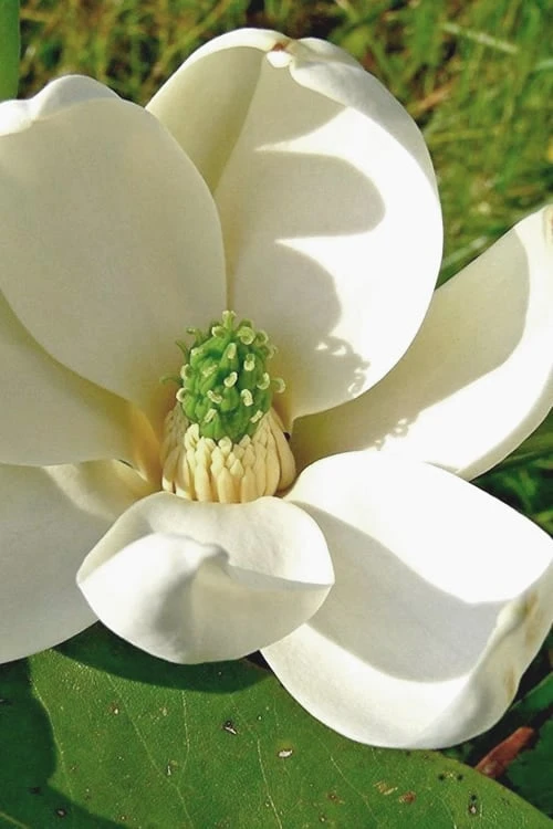 Moonglow Sweetbay Magnolia Tree (Magnolia Virginiana 'Jim Wilson') - 7 Gallon Pot (3-4') 1 Moonglow Sweetbay Magnolia Tree (Magnolia Virginiana 'Jim Wilson') - 7 Gallon Pot (3-4')