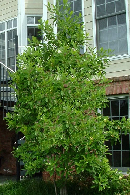 Northern Belle Sweetbay Magnolia Tree - Magnolia Virginiana - 3 Gallon Pot 4 Northern Belle Sweetbay Magnolia Tree - Magnolia Virginiana - 3 Gallon Pot - Image 4