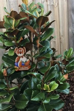 Teddy Bear Dwarf Southern Magnolia - 7 Gallon Pot (2-3') -Garden Plant Shop Magnolia Teddy Bear 4 1