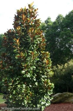 Teddy Bear Dwarf Southern Magnolia - 7 Gallon Pot (2-3') -Garden Plant Shop Magnolia Teddy Bear 5 1