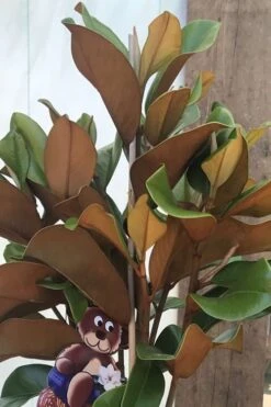 Teddy Bear Dwarf Southern Magnolia - 7 Gallon Pot (3-4') -Garden Plant Shop Magnolia Teddy Bear 6