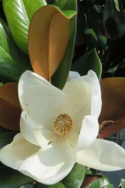 Teddy Bear Dwarf Southern Magnolia - 7 Gallon Pot (3-4') -Garden Plant Shop Magnolia Teddy Bear 7