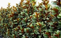 Teddy Bear Dwarf Southern Magnolia - 7 Gallon Pot (3-4') -Garden Plant Shop Magnolia Teddy Bear 8
