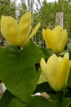 Yellow Bird Magnolia Tulip Tree - 3 Gallon Pot 19 Yellow Bird Magnolia Tulip Tree - 3 Gallon Pot -Garden Plant Shop Magnolia Yellow Bird 10