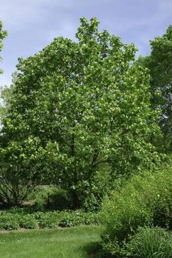 Yellow Bird Magnolia Tulip Tree - 3 Gallon Pot 14 Yellow Bird Magnolia Tulip Tree - 3 Gallon Pot -Garden Plant Shop Magnolia Yellow Bird 100