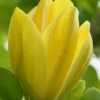 Yellow Bird Magnolia Tulip Tree - 3 Gallon Pot