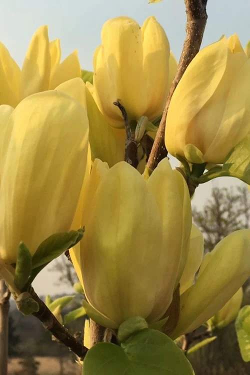 Yellow Bird Magnolia Tulip Tree - 3 Gallon Pot 9 Yellow Bird Magnolia Tulip Tree - 3 Gallon Pot - Image 9