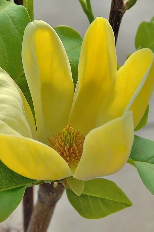 Yellow Bird Magnolia Tulip Tree - 1 Gallon Pot 6 Yellow Bird Magnolia Tulip Tree - 1 Gallon Pot - Image 6