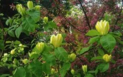 Yellow Bird Magnolia Tulip Tree - 3 Gallon Pot 16 Yellow Bird Magnolia Tulip Tree - 3 Gallon Pot -Garden Plant Shop Magnolia Yellow Bird 18