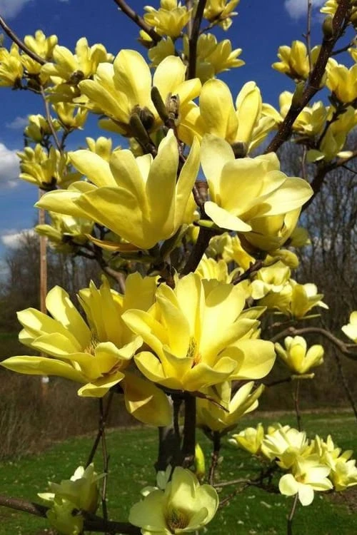 Yellow Bird Magnolia Tulip Tree - 1 Gallon Pot 8 Yellow Bird Magnolia Tulip Tree - 1 Gallon Pot - Image 8