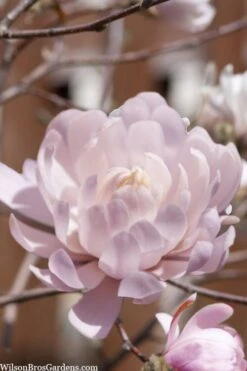 Centennial Blush Star Magnolia - 3 Gallon Pot -Garden Plant Shop Magnolia stellata centennial blush 3
