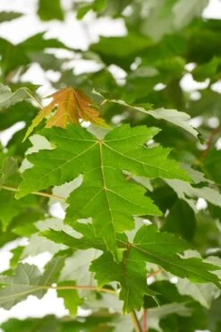 Autumn Blaze Maple - 2 Gallon Pot -Garden Plant Shop Maple Autumn Blaze Green Leaves 500x700 1