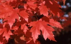 Autumn Blaze Maple - 2 Gallon Pot -Garden Plant Shop Maple Autumn Blaze leaves