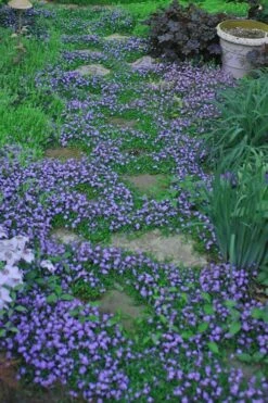 Blue Flowering Mazus - 5 Pack Of Pint Pots 11 Blue Flowering Mazus - 5 Pack Of Pint Pots -Garden Plant Shop Masuz Blue 10