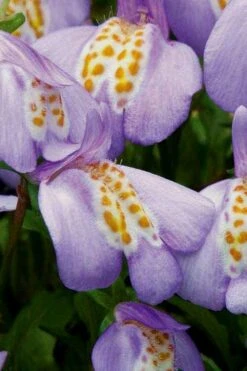 Blue Flowering Mazus - 18 Pack Of 3.5" Pint Pots -Garden Plant Shop Masuz Blue 4 1