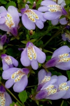 Blue Flowering Mazus - 5 Pack Of Pint Pots 12 Blue Flowering Mazus - 5 Pack Of Pint Pots -Garden Plant Shop Masuz Blue 5