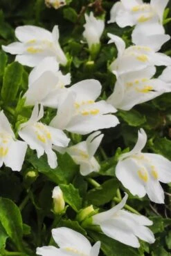 White Flowering Mazus - 18-Pack Of Pint Pots -Garden Plant Shop Masuz White 2