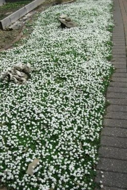 White Flowering Mazus - 18-Pack Of Pint Pots -Garden Plant Shop Masuz White 3