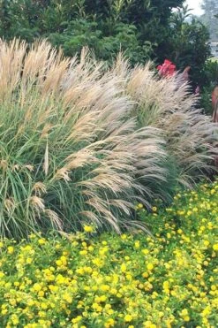 Adagio Dwarf Maiden Grass - Miscanthus Sinensis - 1 Gallon Pot