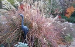 Adagio Dwarf Maiden Grass - Miscanthus Sinensis - 1 Gallon Pot -Garden Plant Shop Miscanthus Adagio Fall Foliage Color