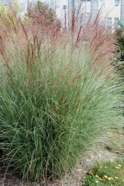 Morning Light Maiden Grass - Miscanthus Sinensis - 3 Gallon Pot -Garden Plant Shop Miscanthus Morning Light 1