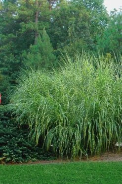 Zebra Grass - Miscanthus Sinensis 'Zebrinus' - 1 Gallon Pot -Garden Plant Shop Miscanthus Zebra Grass 14