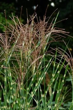 Zebra Grass - Miscanthus Sinensis 'Zebrinus' - 1 Gallon Pot -Garden Plant Shop Miscanthus Zebra Grass 15