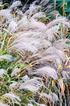 Zebra Grass - Miscanthus Sinensis 'Zebrinus' - 1 Gallon Pot -Garden Plant Shop Miscanthus Zebra Grass 16