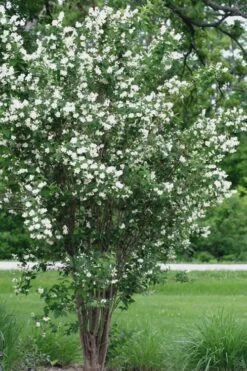 Mock Orange - Philadelphus X Virginalis - 3 Gallon Pot -Garden Plant Shop Mock Orange 13