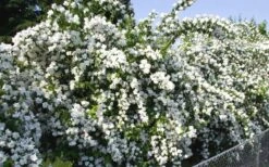 Mock Orange - Philadelphus X Virginalis - 3 Gallon Pot -Garden Plant Shop Mock Orange Natchez 1