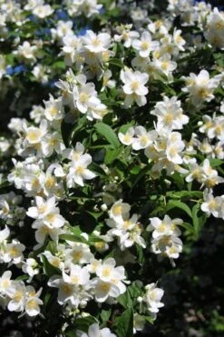 Mock Orange - Philadelphus X Virginalis - 3 Gallon Pot -Garden Plant Shop Mock Orange Philadelphus 8