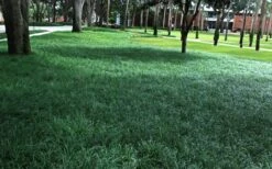 Tall Mondo Grass - 54 Count Flat Of Pint Pots -Garden Plant Shop Mondo Grass 21 2