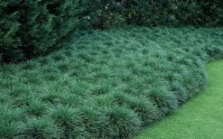 Tall Mondo Grass - 10 Count Flat Of Pint Pots -Garden Plant Shop Mondo Grass 50