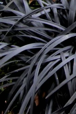 Black Mondo Grass - Ophiopogon Planiscapus 'Nigrescens' - 18 Count Flat Of Pint Pots -Garden Plant Shop Mondo Grass Black 10 1