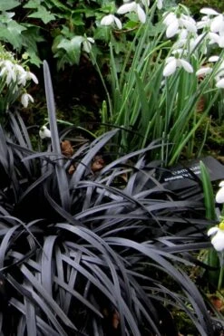 Black Mondo Grass - Ophiopogon Planiscapus 'Nigrescens' - 18 Count Flat Of Pint Pots -Garden Plant Shop Mondo Grass Black 11 1